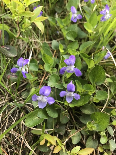 hookedspur violet (Viola adunca)