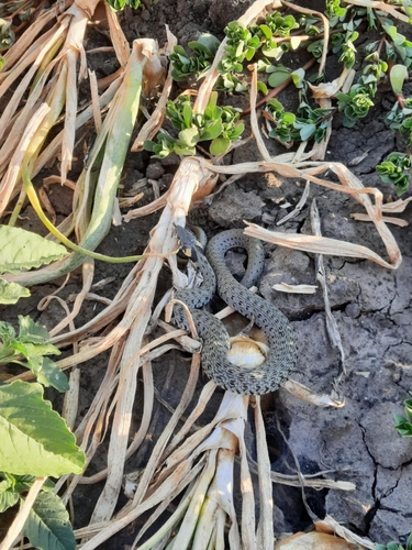 grass snake