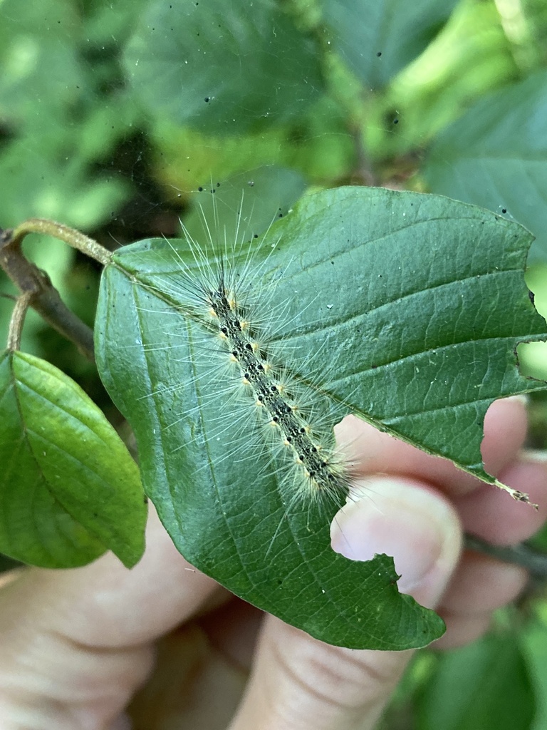 Fall Webworm Moth in July 2024 by perplexed_danaus. On glossy buckthorn ...
