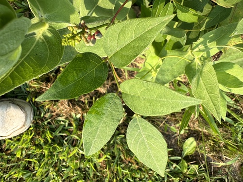 American groundnut