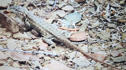iNaturalist observation photo of Common Sagebrush Lizard