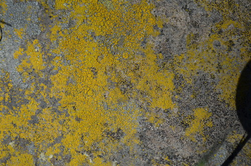 iNaturalist observation photo of Common Lichens
