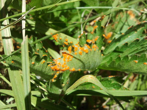 iNaturalist observation photo of Family Pucciniaceae
