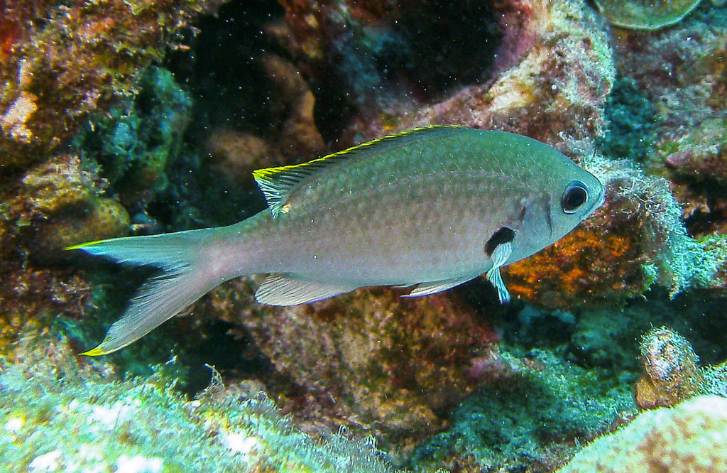 Abrolhos Chromis
