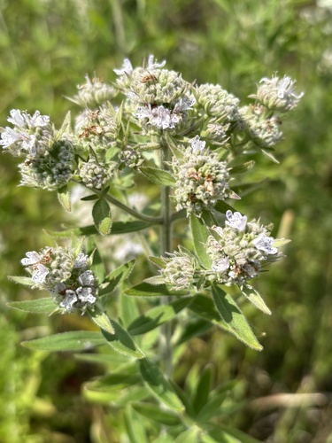 whorled mountainmint (Pycnanthemum verticillatum)