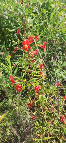 iNaturalist observation photo of bush monkeyflowers