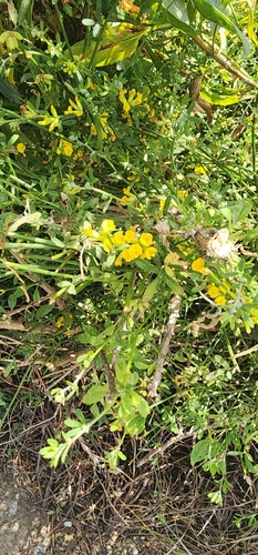 iNaturalist observation photo of Coastal Deerweed