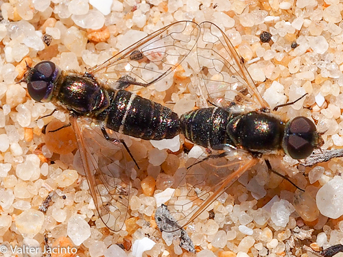 Micomitra