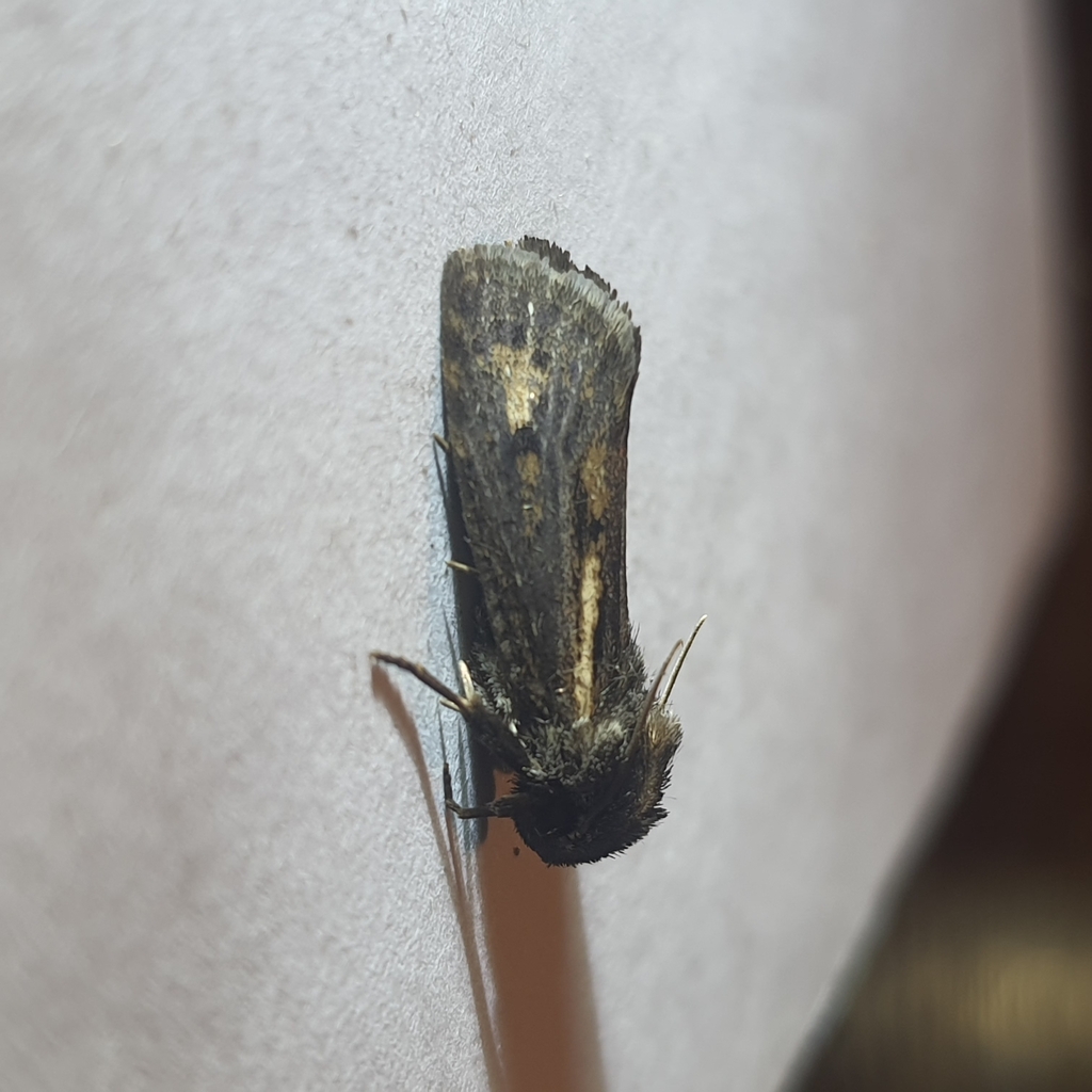 Clemens' Grass Tubeworm Moth from Fairview, NC 28730, USA on July 27 ...