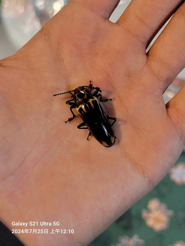 Encaustes marginalis