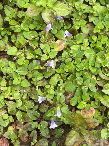Brittle False Pimpernel
