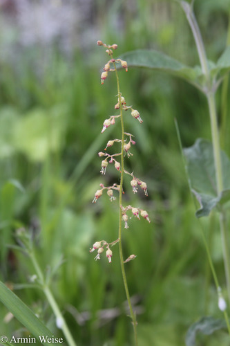 Heuchera americana var. hispida