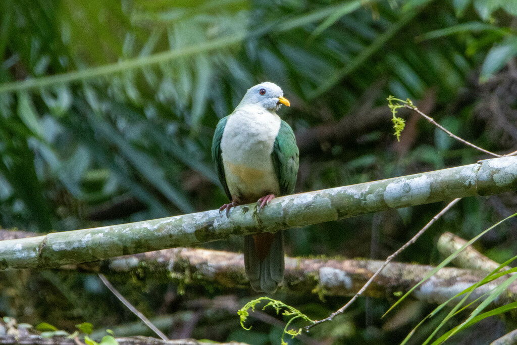 Maroon-chinned Fruit-Dove photo