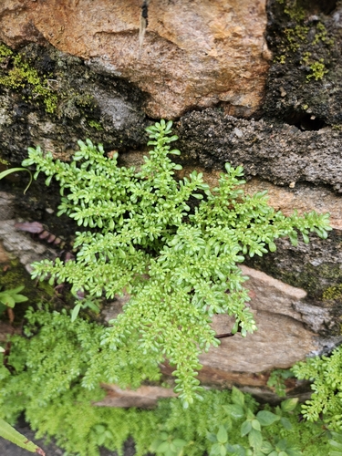 Artillery Plant