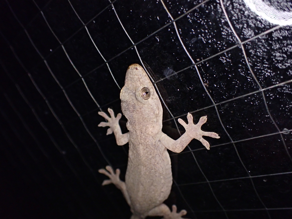 Japanese Giant Gecko from 日本、〒305-0006 茨城県つくば市天王台 on July 26, 2024 at ...