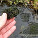 Rivulariella gemmipara - Photo (c) mossy, todos los derechos reservados, subido por mossy