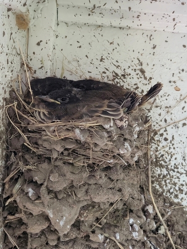 iNaturalist observation photo of Black Phoebe