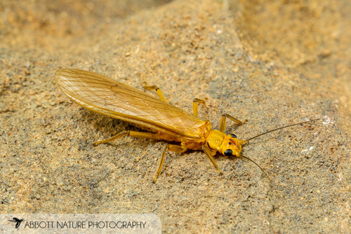 Eccoptura xanthenes (Newman, 1838)