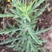 Ambrosia psilostachya - Photo (c) Karen Straus, όλα τα δικαιώματα διατηρούνται, uploaded by Karen Straus