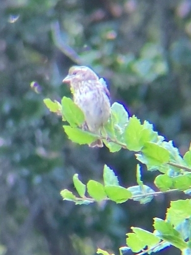 iNaturalist observation photo of Purple Finch