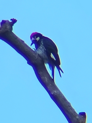 iNaturalist observation photo of Acorn Woodpecker