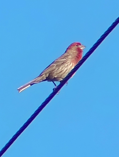 iNaturalist observation photo of House Finch