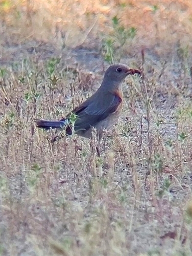 iNaturalist observation photo of Western Bluebird