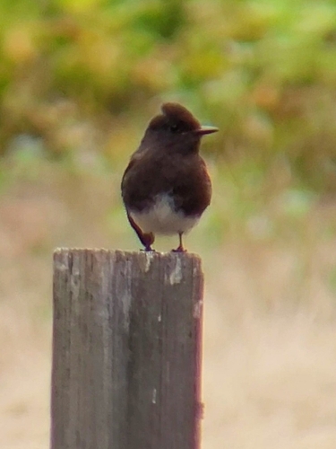iNaturalist observation photo of Black Phoebe