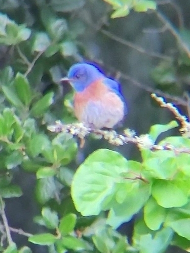 iNaturalist observation photo of Western Bluebird