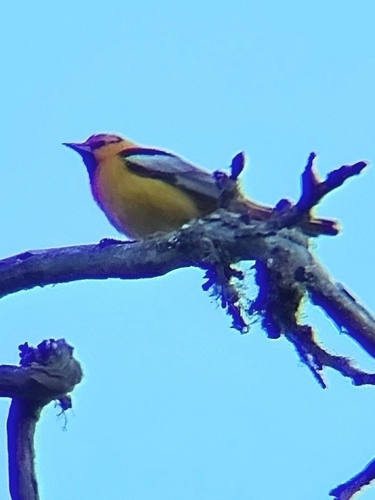 iNaturalist observation photo of Bullock's Oriole