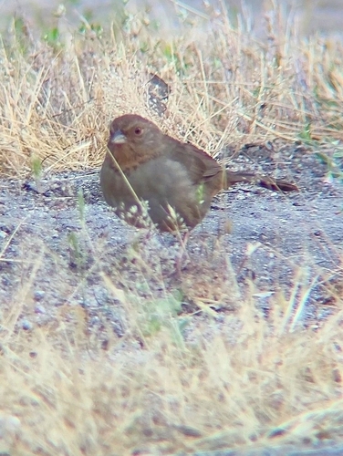 iNaturalist observation photo of California Towhee