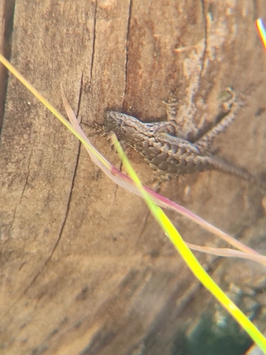 iNaturalist observation photo of Western Fence Lizard