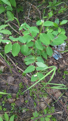 spreading dogbane