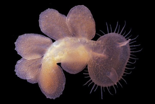 Hooded Nudibranch