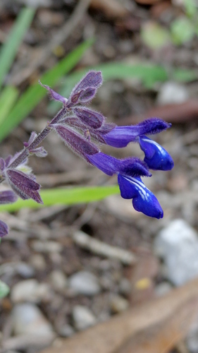 Tamaulipasian Blue Sage (Salvia pennellii)