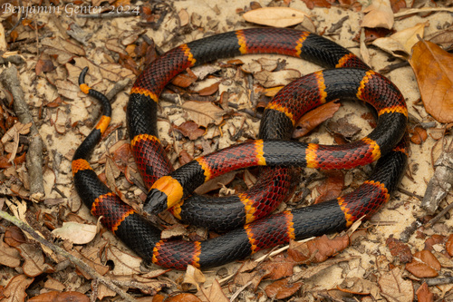Eastern Coralsnake