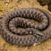 Kirtland's Snake - Photo (c) Benjamin Genter, all rights reserved