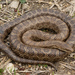 Lampropeltis calligaster - Photo (c) Benjamin Genter，保留所有權利