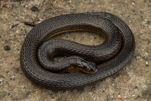 Glossy Swampsnake