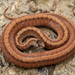 Dekay's Brownsnake - Photo (c) Benjamin Genter, all rights reserved