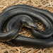 Lampropeltis nigra - Photo (c) Benjamin Genter, kaikki oikeudet pidätetään