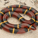 Lampropeltis elapsoides - Photo (c) Benjamin Genter, todos os direitos reservados