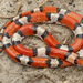 Cemophora coccinea - Photo (c) Benjamin Genter, kaikki oikeudet pidätetään