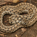 Checkered Garter Snake - Photo (c) Benjamin Genter, all rights reserved