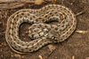 Checkered Garter Snake - Photo (c) Benjamin Genter, all rights reserved