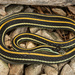 Western Ribbon Snake - Photo (c) Benjamin Genter, all rights reserved