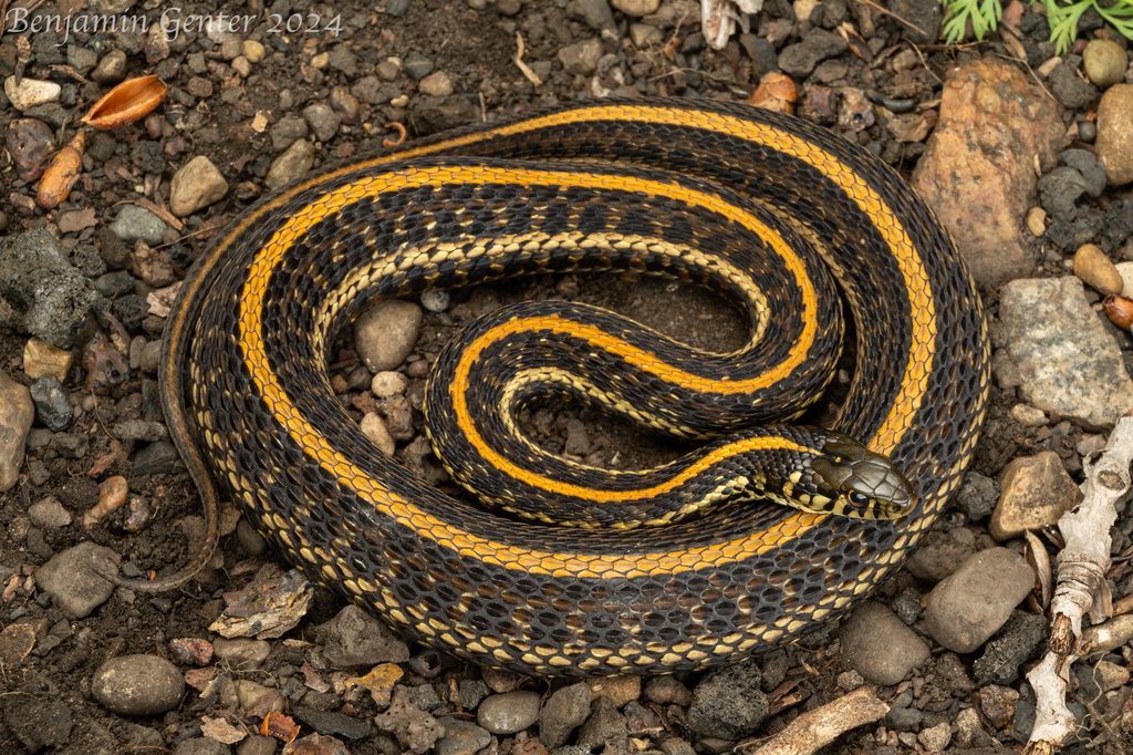 Plains Garter Snake (Thamnophis radix) · iNaturalist