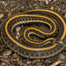 Plains Garter Snake - Photo (c) Benjamin Genter, all rights reserved