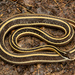 Common Ribbon Snake - Photo (c) Benjamin Genter, all rights reserved