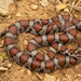 Lampropeltis triangulum - Photo (c) Benjamin Genter, kaikki oikeudet pidätetään